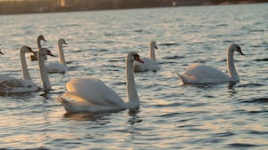 11 facts about swans as Orlando prepares to rehome Lake Eola’s captive flock