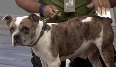Layla at Orange County Animal Services