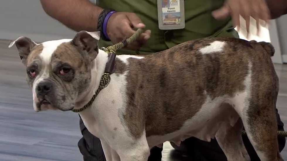 Layla at Orange County Animal Services