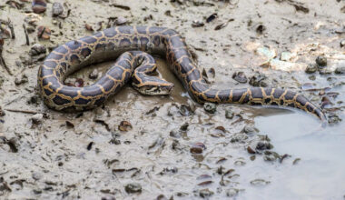 Florida prepares next massive python hunt as Everglades invasion worsens