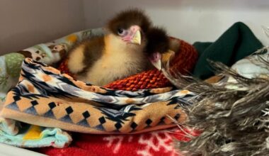 CROW seeks handmade nests to comfort baby wildlife patients