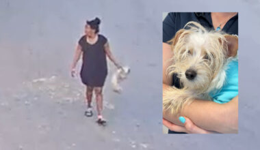1-year-old Maltese dies after being thrown, kicked on video in Tampa