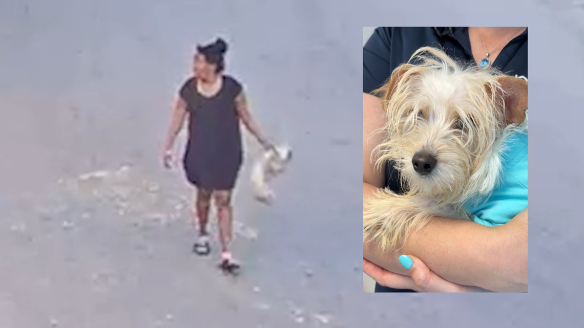 1-year-old Maltese dies after being thrown, kicked on video in Tampa