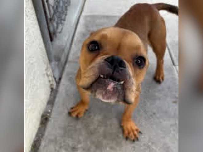 BODYCAM: Florida couple accused of starving dogs bodycam: florida couple accused of starving dogs