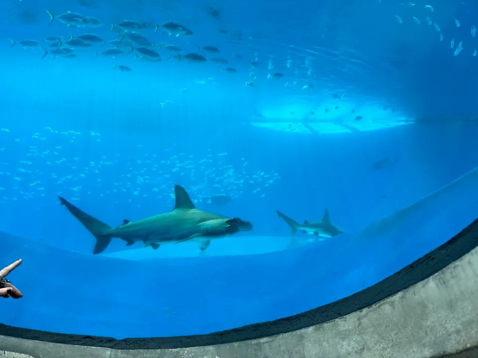 sharks in Miami Aquarium