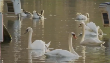 Orlando's famous Lake Eola swans to be rehomed, city says