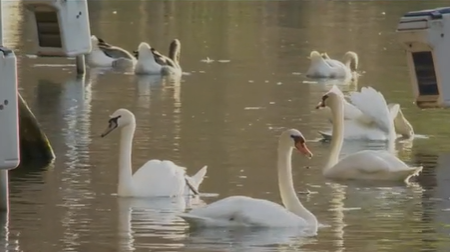 Orlando's famous Lake Eola swans to be rehomed, city says