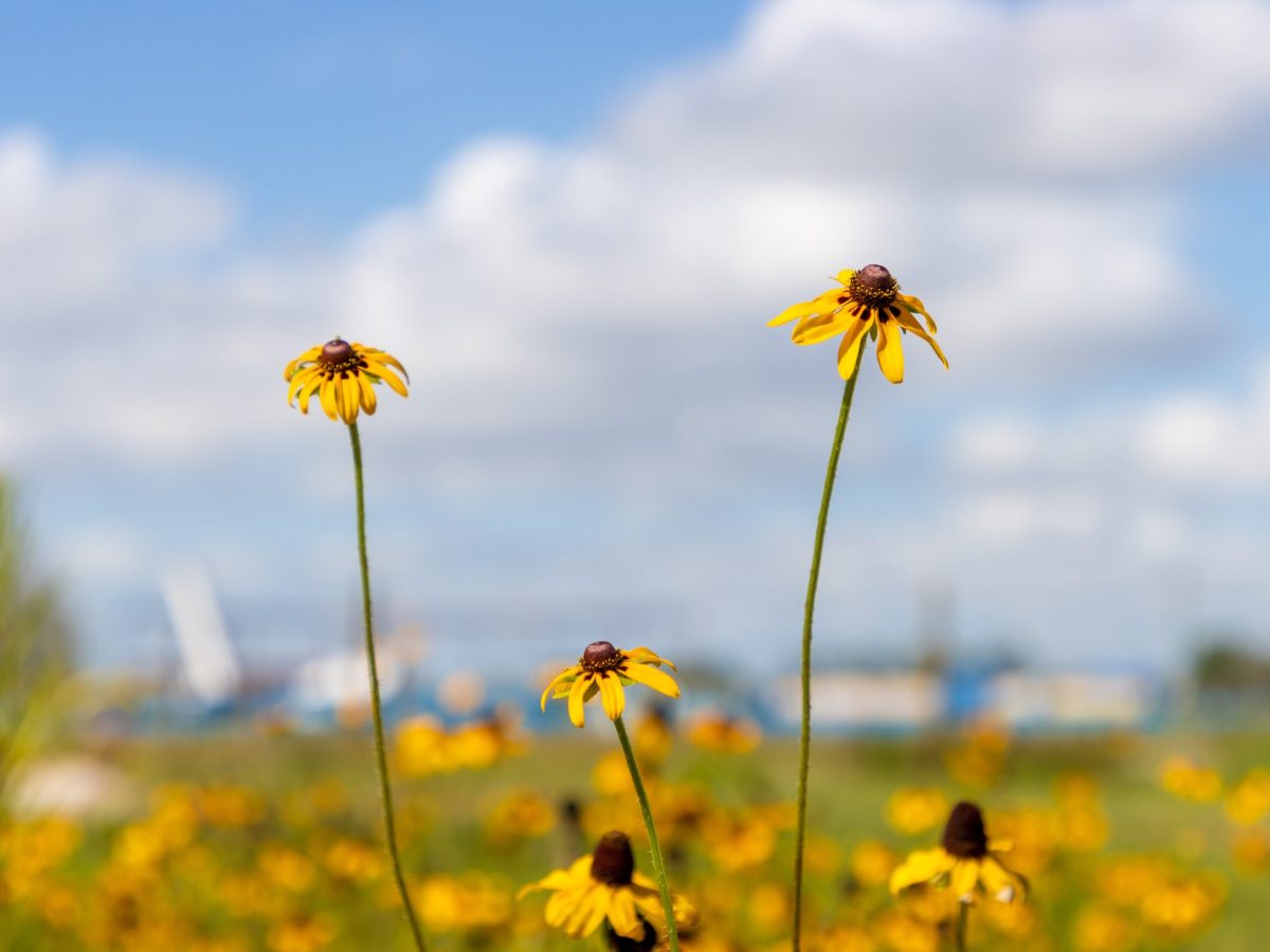 ‘Go native’: FWC scientist has advice for Tampa Bay gardners replacing cold-damaged plants