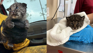 Bobcat kitten rescued from brush fire being treated at CROW