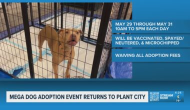 Mega dog adoption event returns to Plant City starting today