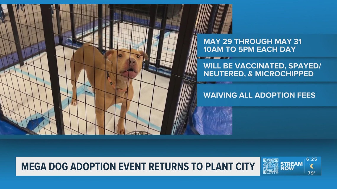Mega dog adoption event returns to Plant City starting today