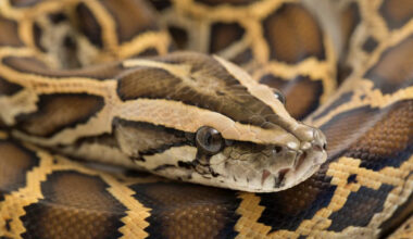 Florida deputy sheriff spent years hunting pythons deep in the Everglades