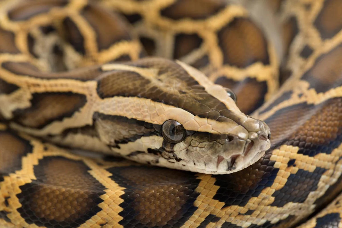 Florida deputy sheriff spent years hunting pythons deep in the Everglades