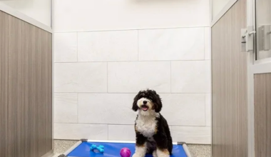 K9 Resorts Jacksonville ‘luxury pet hotel’ tentatively sets June 27 opening date
