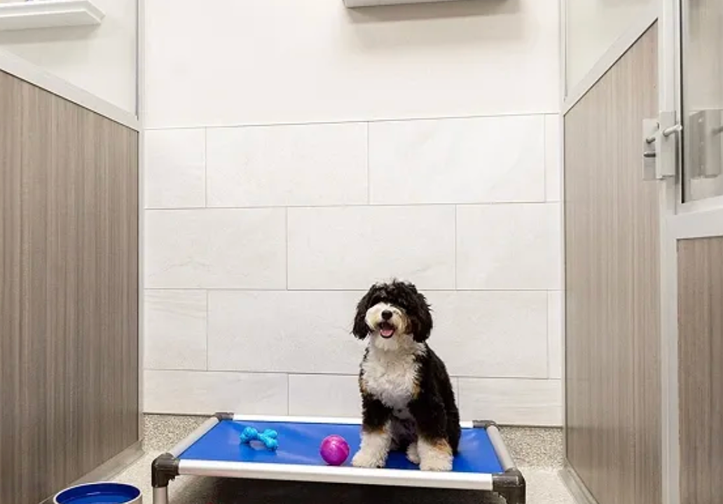 K9 Resorts Jacksonville ‘luxury pet hotel’ tentatively sets June 27 opening date
