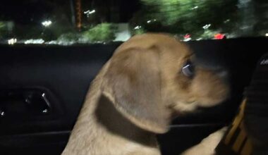 Jensen Beach man arrested after his puppy is exposed to cocaine