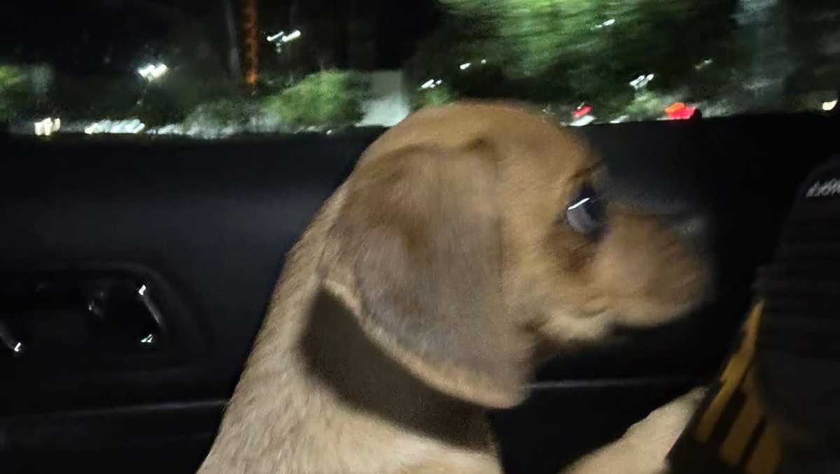 Jensen Beach man arrested after his puppy is exposed to cocaine