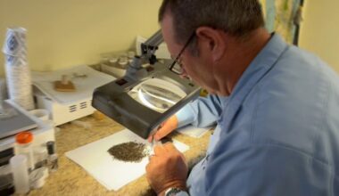 Google seeks approval to release millions of specially treated mosquitoes in Florida to combat disease