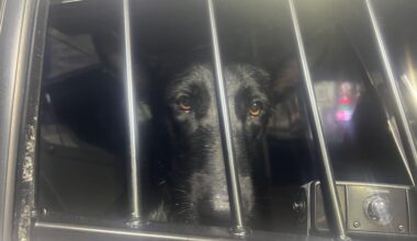 Florida trooper makes wet rescue of dog from Cape Coral canal
