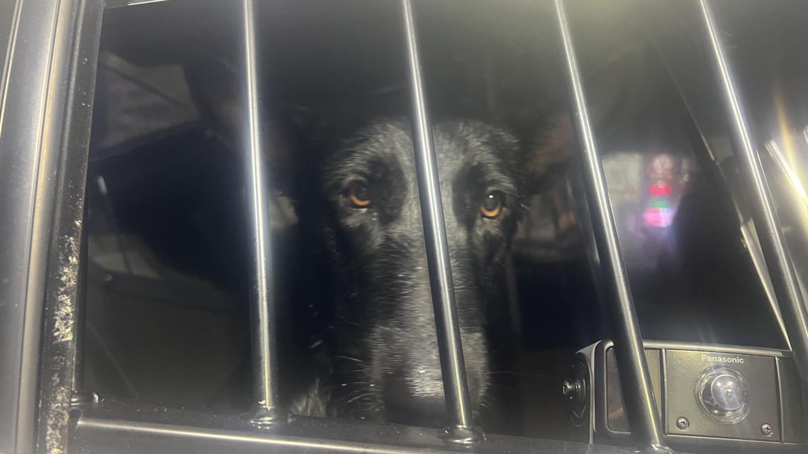 Florida trooper makes wet rescue of dog from Cape Coral canal