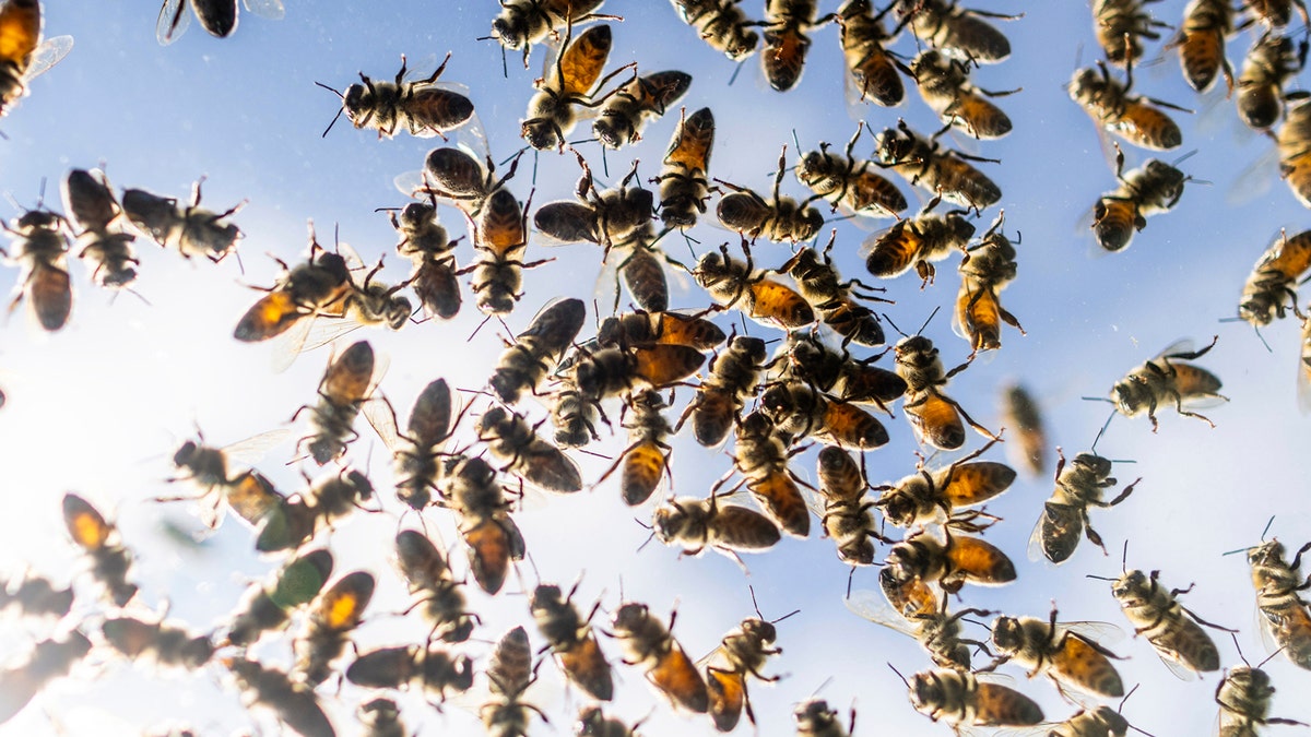 Bees flying around after a truck spill in Burlington, Ontario