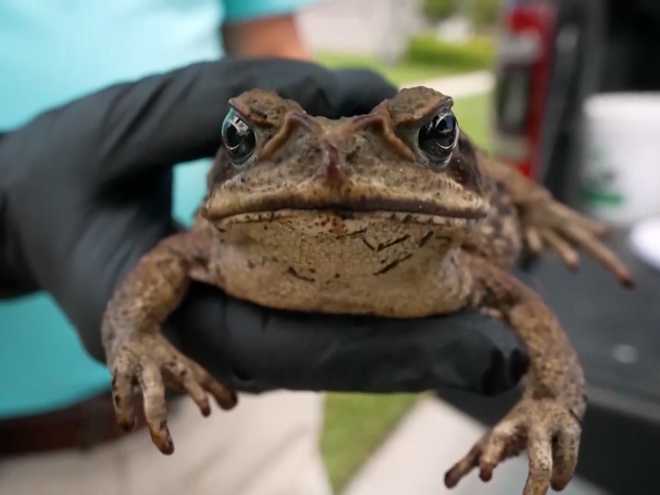 florida woman warns pet owners after dog dies following contact with toxic toad