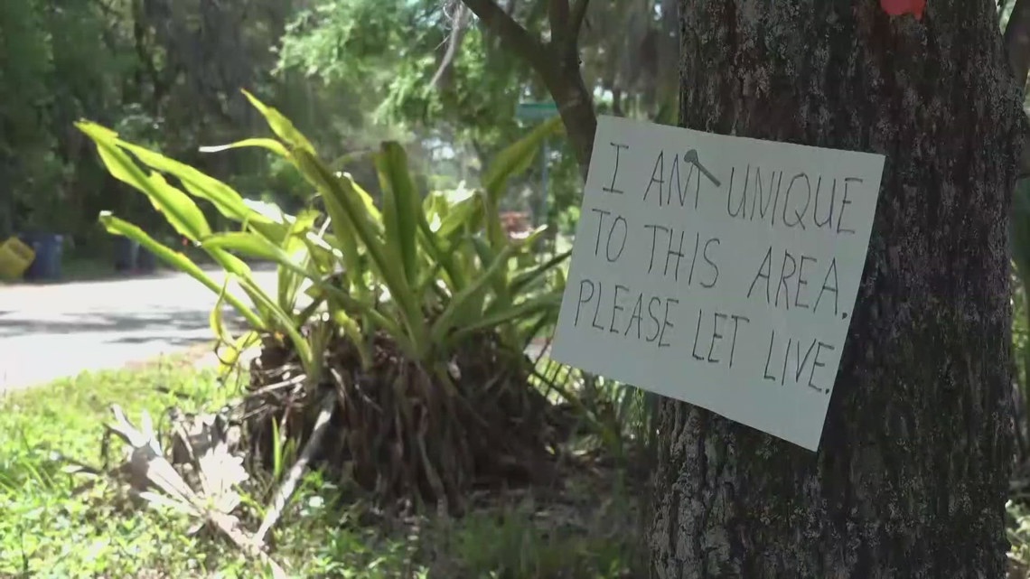 Fort Caroline Road residents concerned as path construction begins
