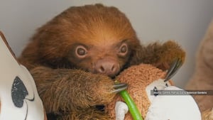 Florida bans sloth imports after 55 die at Sloth World
