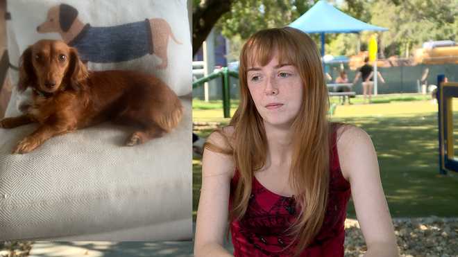 florida woman warns pet owners after dog dies following contact with toxic toad