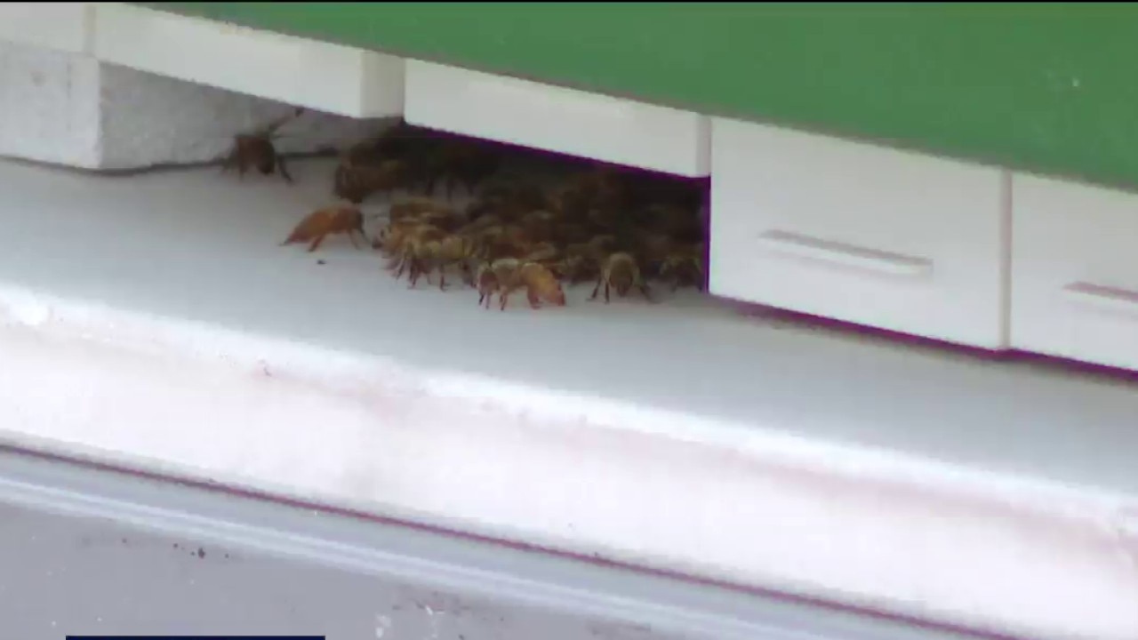 AI-powered beekeeping technology
