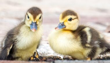 Florida woman intentionally ran over, killed 11 ducklings for making "mess in her yard," sheriff's office says