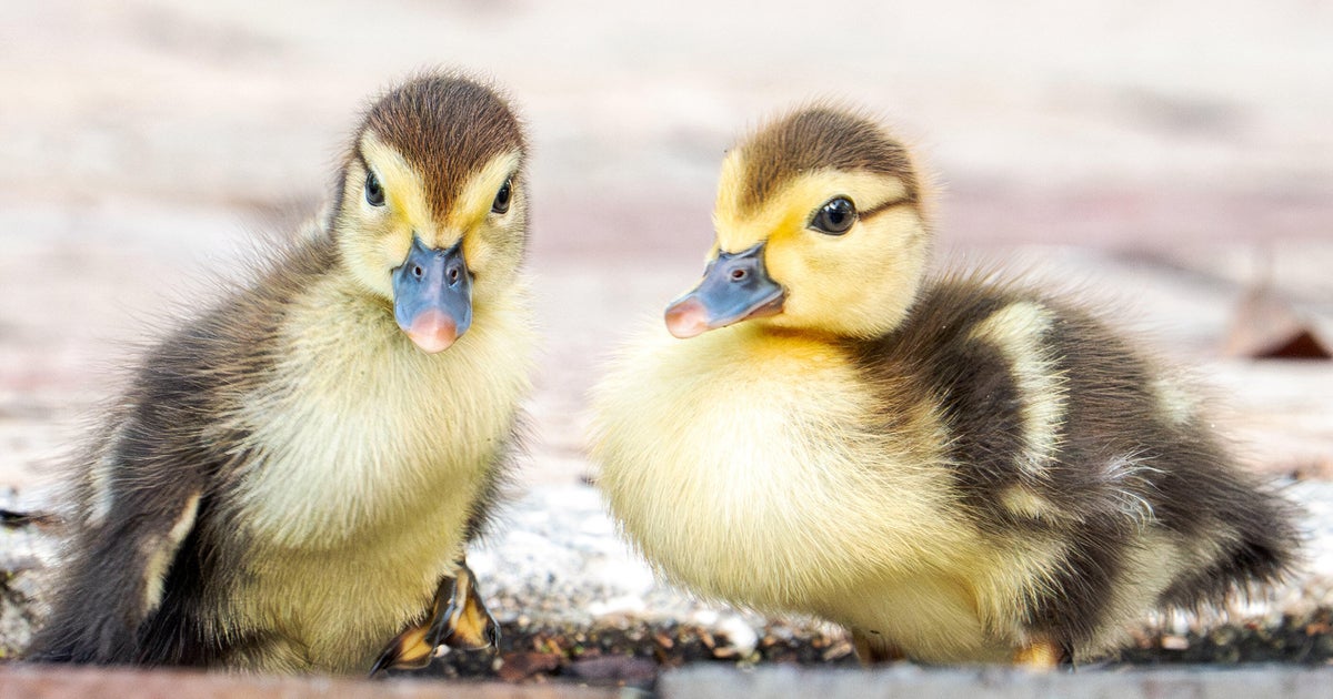 Florida woman intentionally ran over, killed 11 ducklings for making "mess in her yard," sheriff's office says
