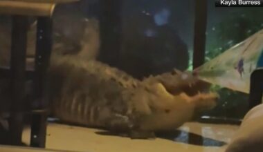 Video shows 2 Florida alligators "violently" fighting in front of home: "It was scary"