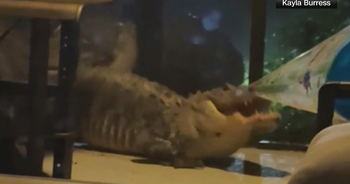 Video shows 2 Florida alligators "violently" fighting in front of home: "It was scary"