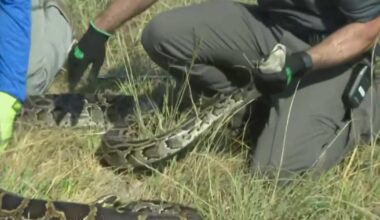 Registration for 2026 Florida Python Challenge gets underway Tuesday. Here's what to know.