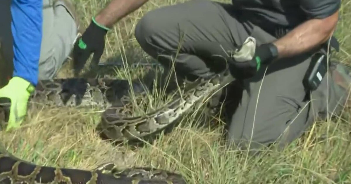 Registration for 2026 Florida Python Challenge gets underway Tuesday. Here's what to know.
