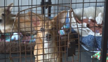 Rescue responds after dozens of chihuahuas were abandoned roadside in St. Johns County