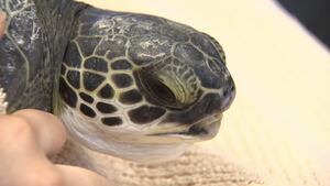 More than 1,800 turtles poached from Florida in illegal trafficking case