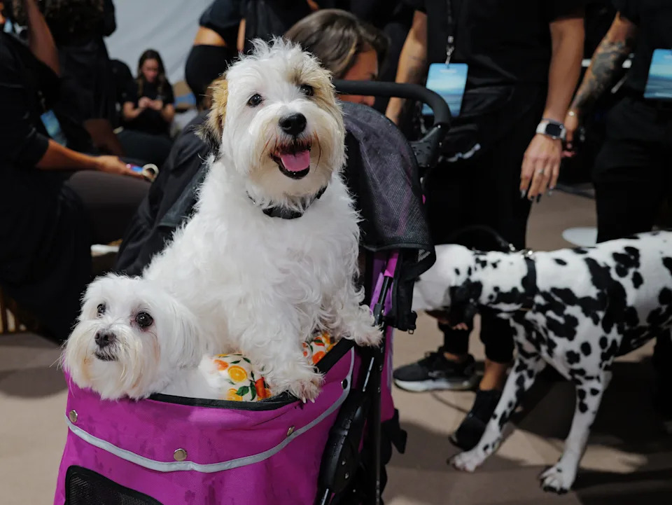 A dog backstage for Hot Girl Summer Swimwear by Megan Thee Stallion.
