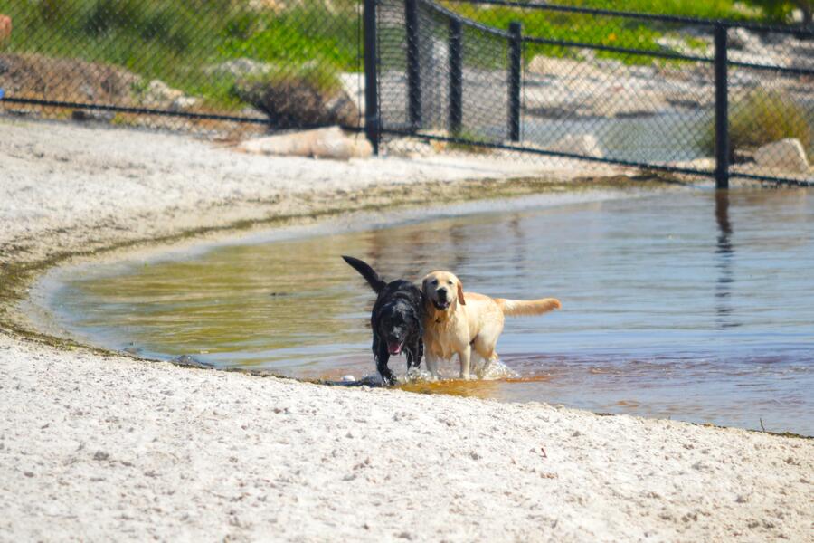 Dogs on a beach