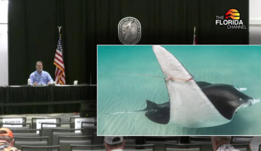 FWC approves new restrictions on giant manta ray captures in Florida after viral video sparks public outcry