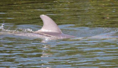 Red tide eyed as leading cause of Florida dolphin mortality event