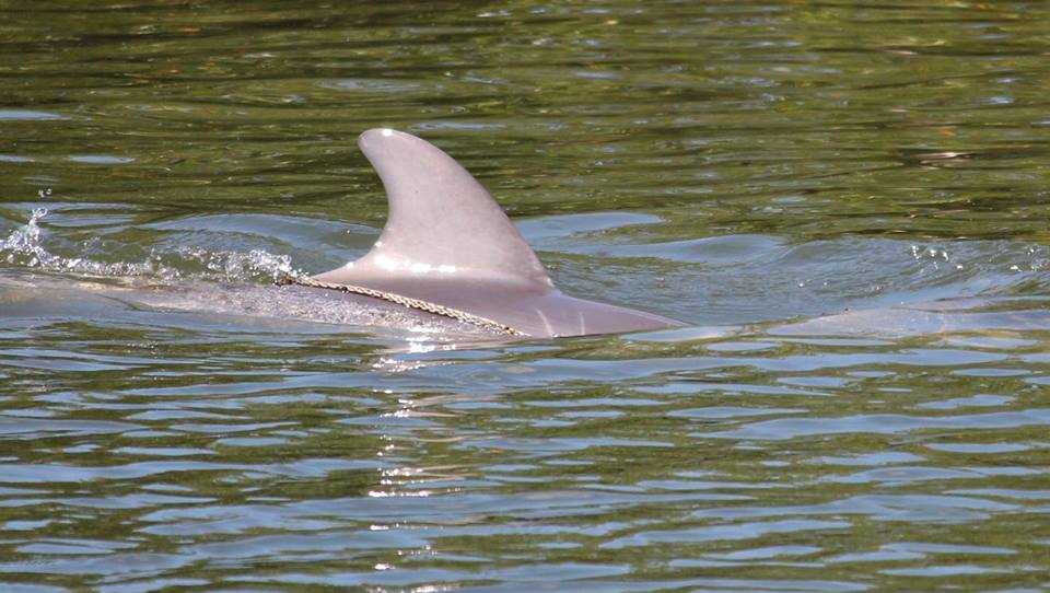 Red tide eyed as leading cause of Florida dolphin mortality event