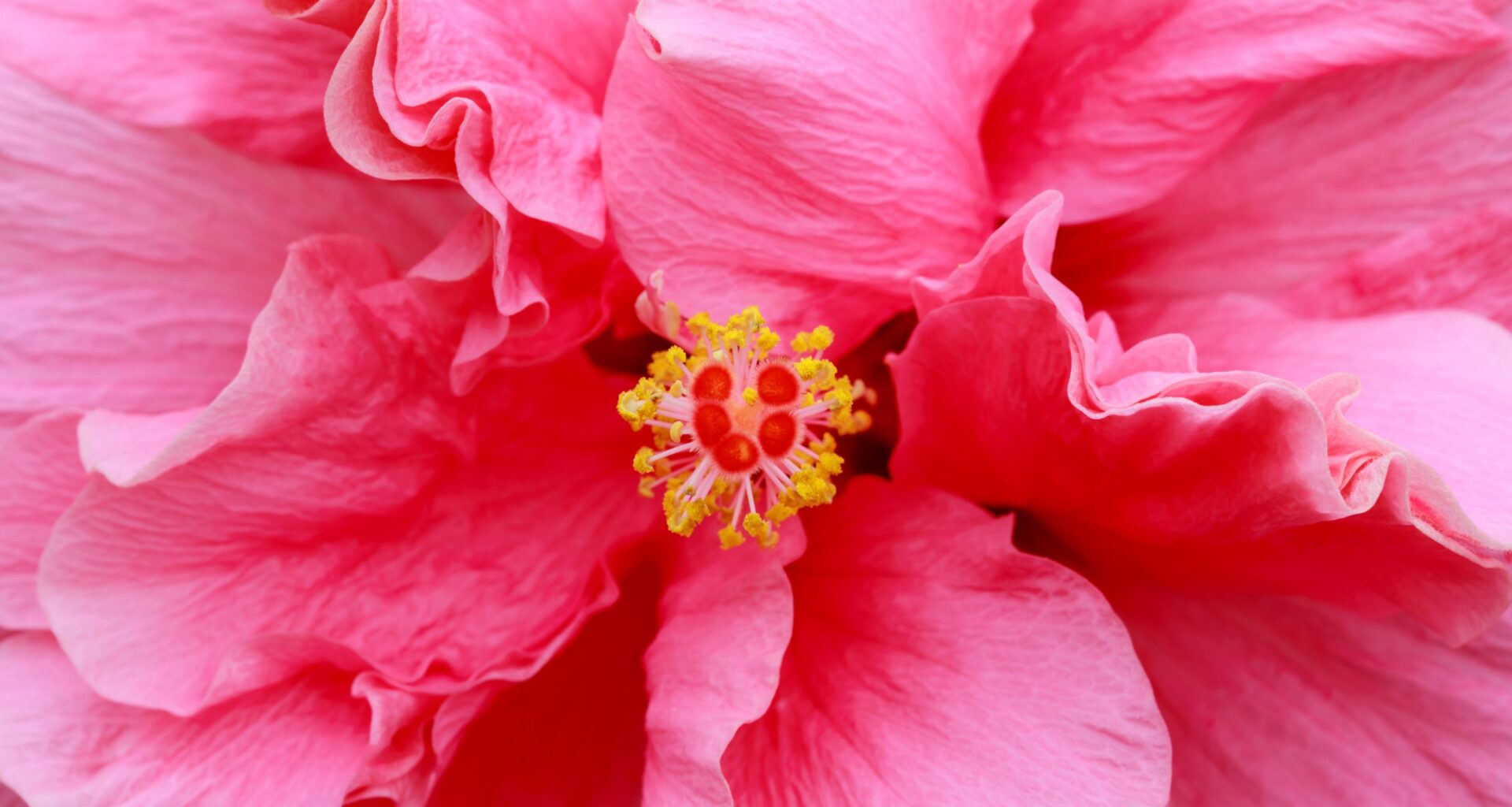 Hibiscus show promises big blooms in St. Pete this weekend