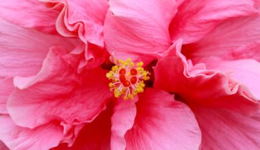 Hibiscus show promises big blooms in St. Pete this weekend