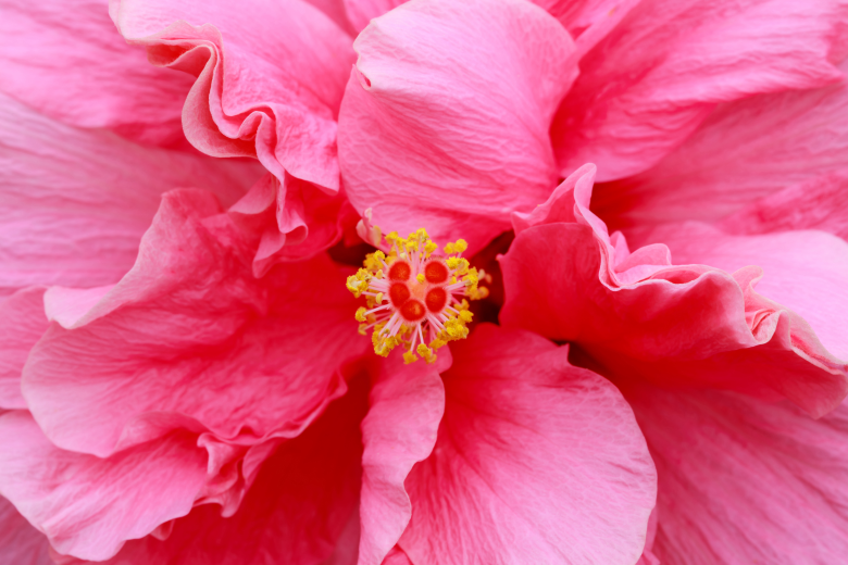Close up of a pink hibiscus flower