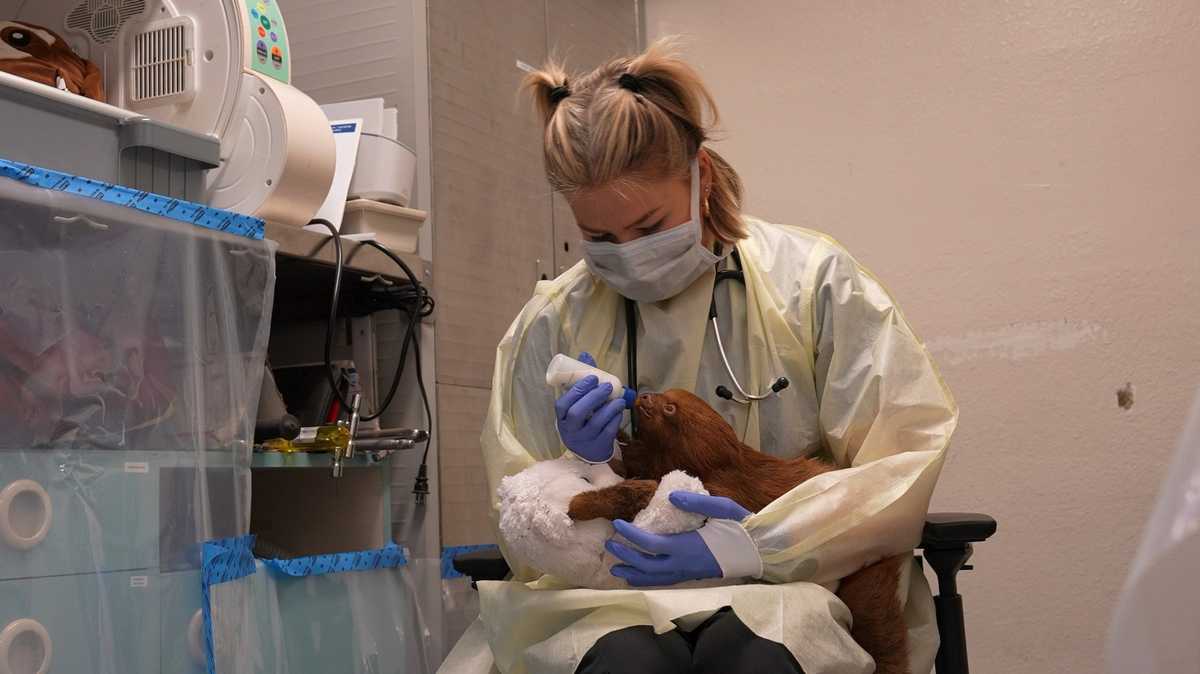 'Mr. Ginger' latest sloth to die after Central Florida 'Sloth World' rescues, zoo says