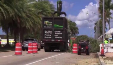 Oak tree removal disrupts businesses and traffic in Cape Coral