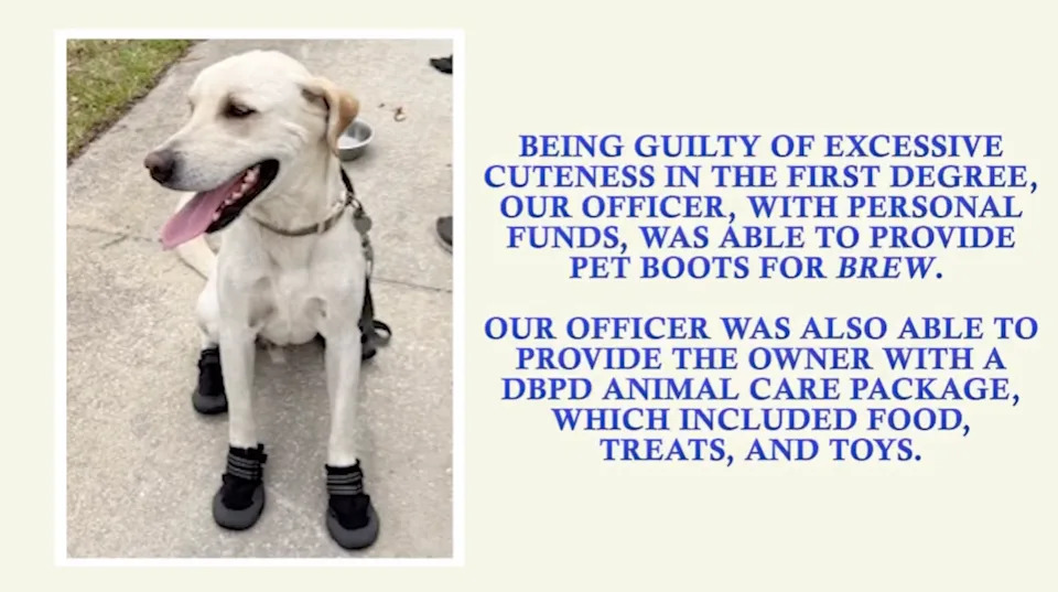 Brew was given a pair of protective boots and a animal care package filled with donated treats and toys.