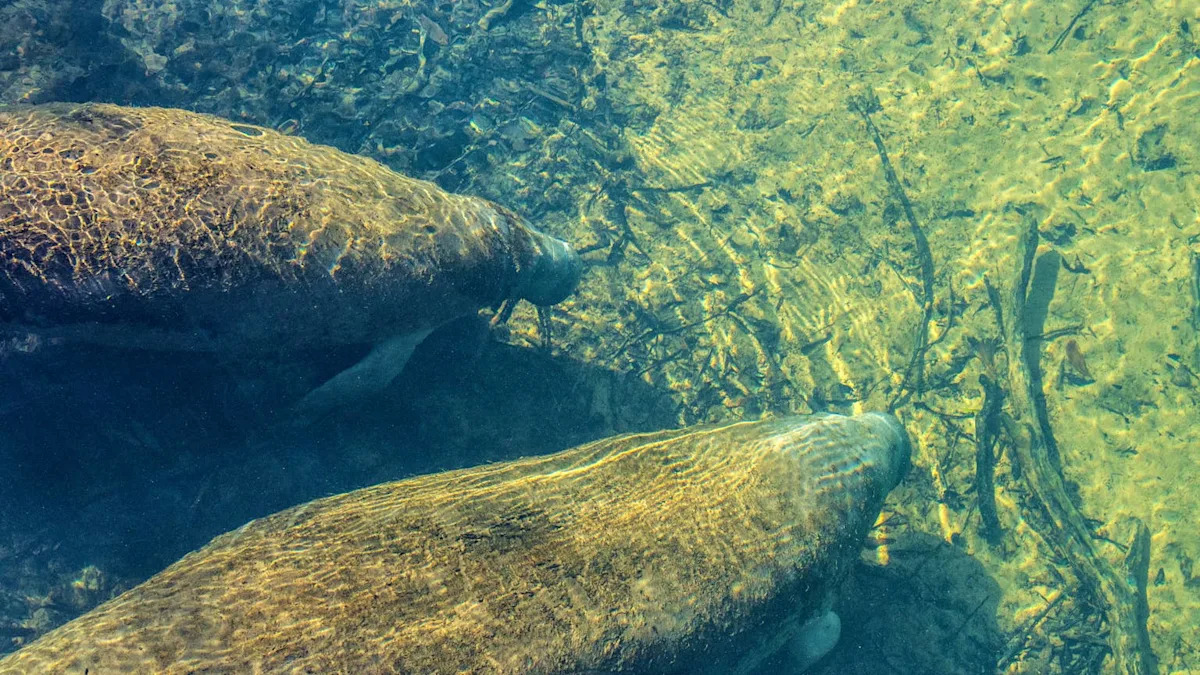Discover Why Homosassa Springs, Florida, Is a Top Retirement Spot with Affordable Living